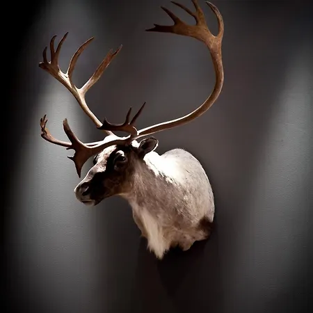 Quality Skifer Hotel 4*